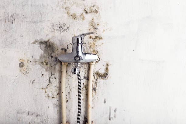 Best Emergency Mold Removal  in Carlisle, KY