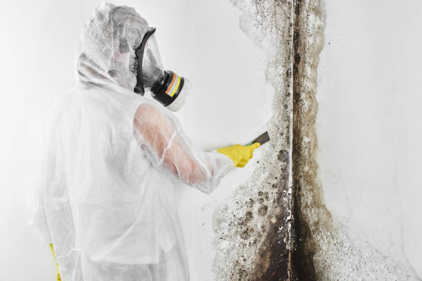 Best Toxic Mold Removal  in Carlisle, KY