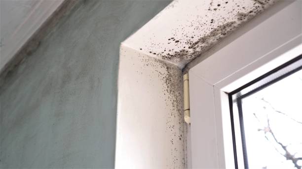Attic Mold Removal in Carlisle, KY