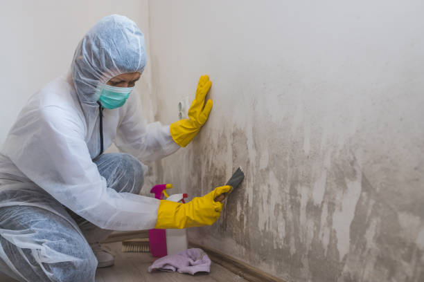 Best Mold Damage Repair  in Carlisle, KY