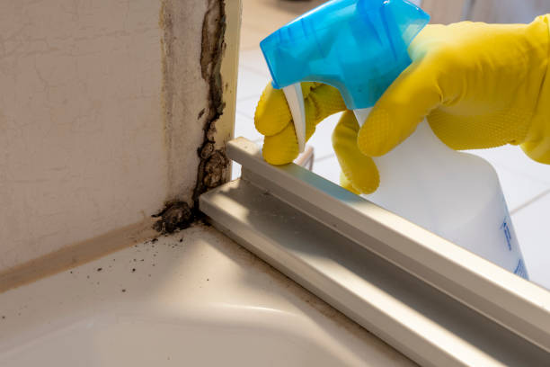 Professional Mold Removal in Carlisle, KY