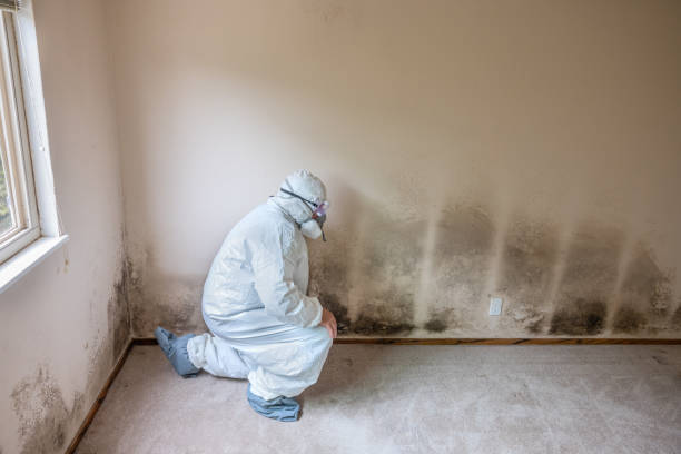 Best Crawl Space Mold Removal  in Carlisle, KY
