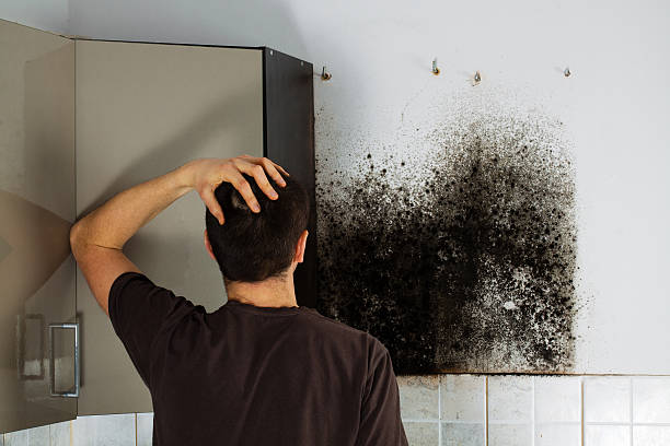 Best Toxic Mold Removal  in Carlisle, KY