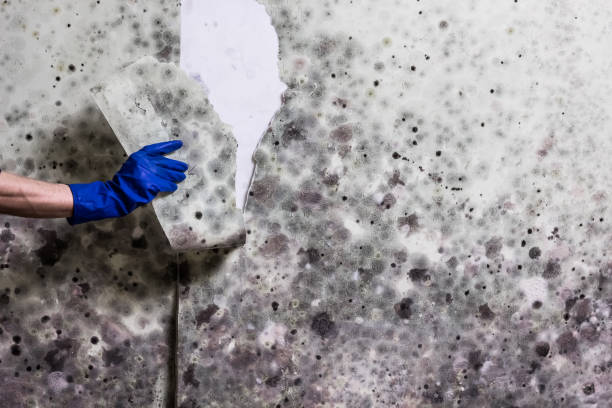 Best Local Mold Removal Service  in Carlisle, KY
